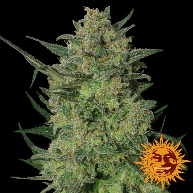 LSD Feminised Seeds-lsd