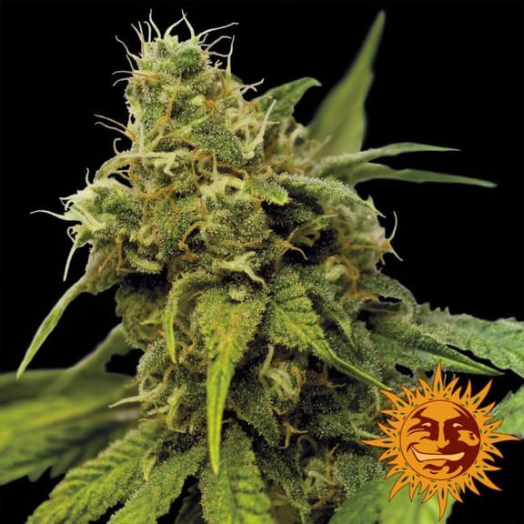 Utopia Haze Feminised Seeds-utopia-haze