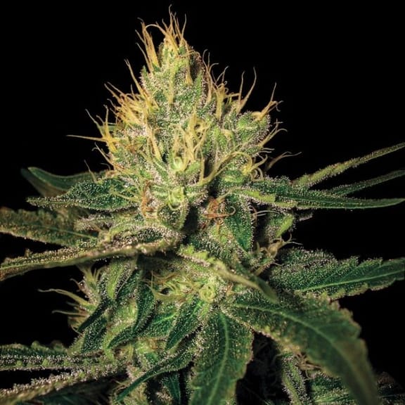 Cannalope Haze Regular Seeds-cannalope-haze