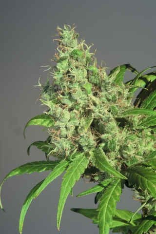 S.A.G.E Feminised Seeds-THS-S025