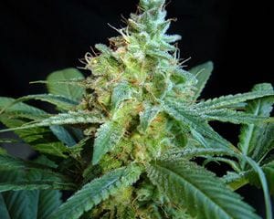 Mataro Blue Feminised Seeds-mataro-blue