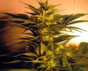 Skunk + (Power Skunk) Feminised Seeds-power-skunk