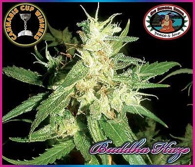 Buddha Haze Feminised Seeds-buddha-haze
