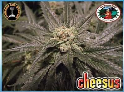 Cheesus Feminised Seeds-BB-cheesus