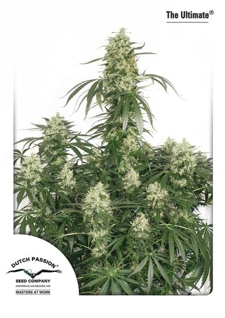The Ultimate Feminized Seeds-dptheultimate