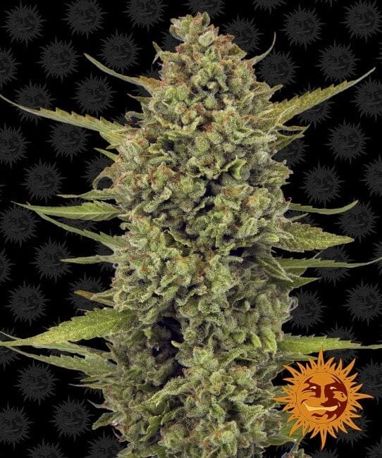 Acapulco Gold Feminizada Semillas-acapulco-gold