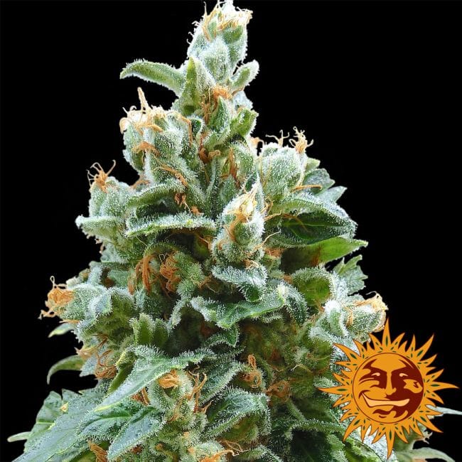 Vanilla Kush θηλυκοποιημένα σπόροι-vanilla-kush