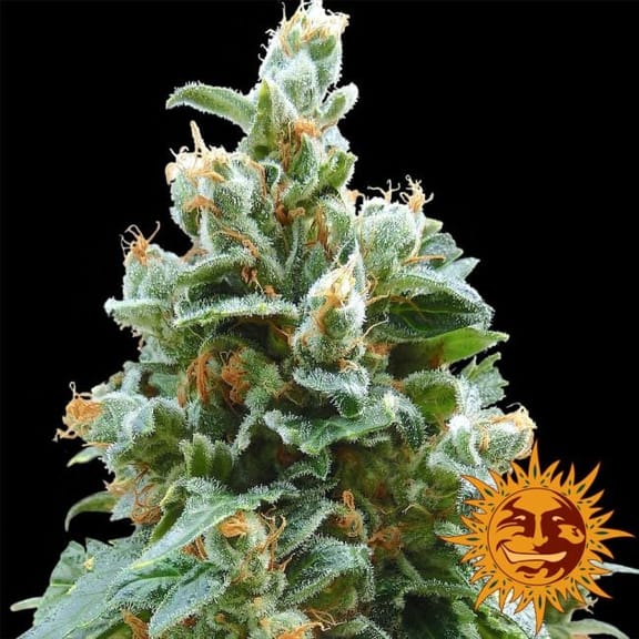 Vanilla Kush Feminisiert Samen-vanilla-kush