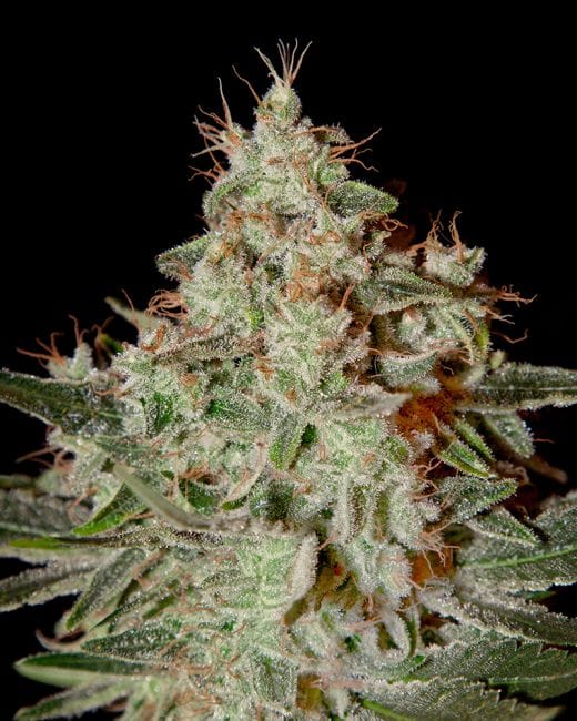 Lemon Skunk Feminised Seeds-gh-lemon-skunk
