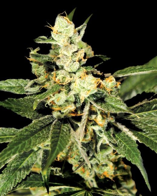 Trainwreck Feminised Seeds-gh-trainwreck