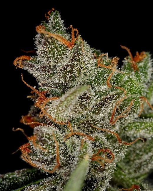 King's Kush Feminised Seeds-gh-kings-kush