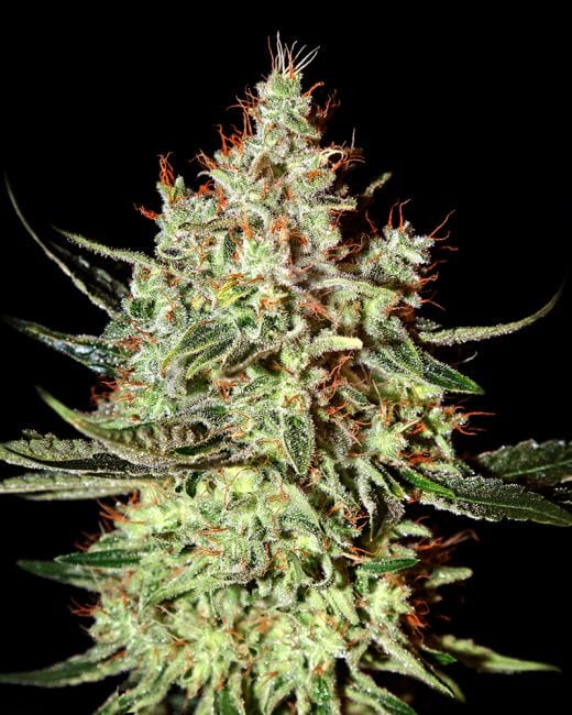 K - Train Feminised Seeds-gh-ktrain