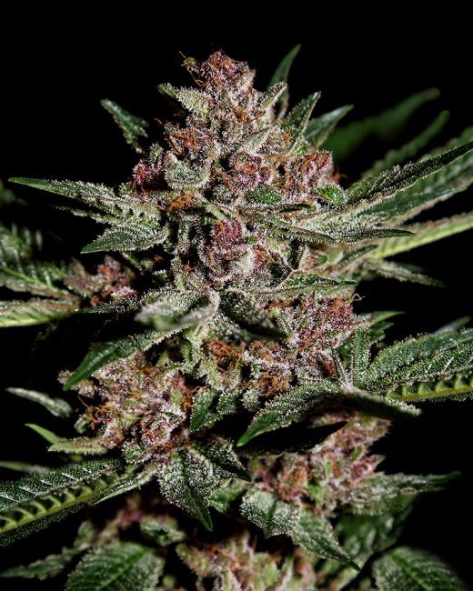 Bubba Kush Feminised Seeds-gh-bub-kush