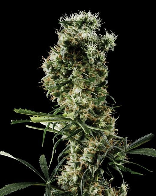 Arjan's Haze #2 феминизирани семена-gh-arj-haze-2