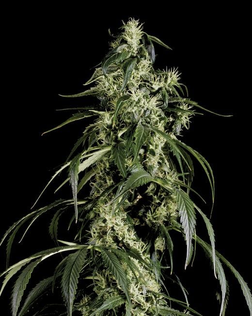 Arjan's Haze #1 Feminizada Semillas-gh-arj-haze-1