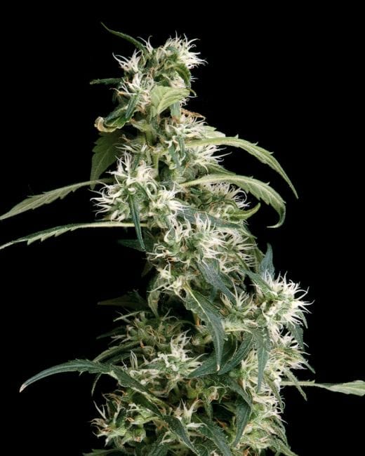 Arjan's Ultra Haze #2 Feminised Seeds-gh-arj-ult-haze-2