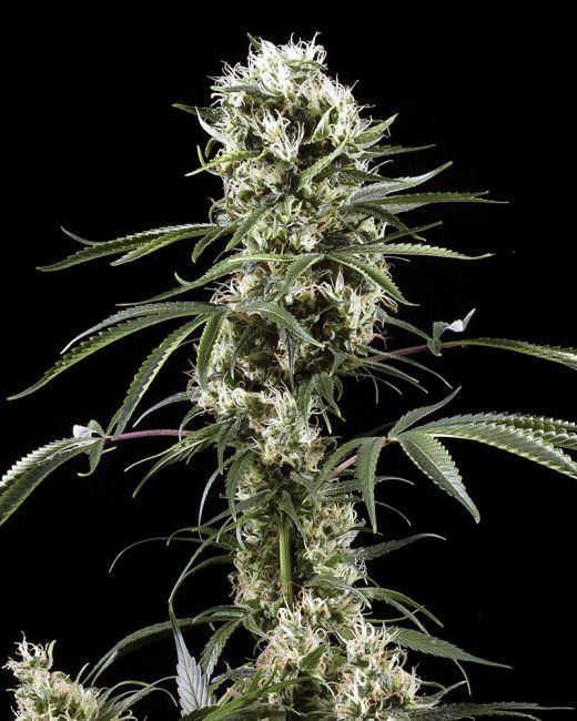 Super Lemon Haze Feminised Seeds-gh-super-lem-haze