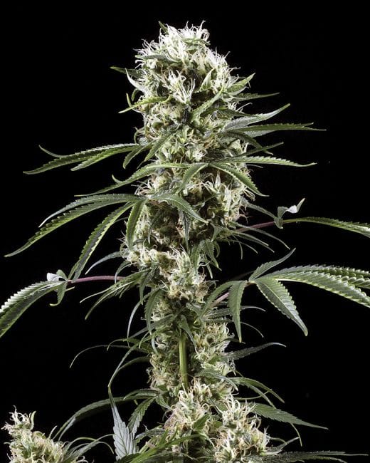 Super Lemon Haze Feminised Seeds-gh-super-lem-haze