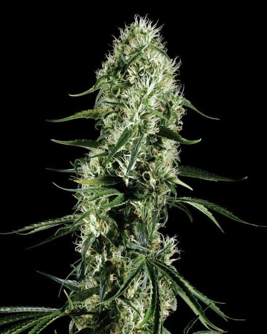 Super Silver Haze феминизирани семена-gh-s-silver-haze