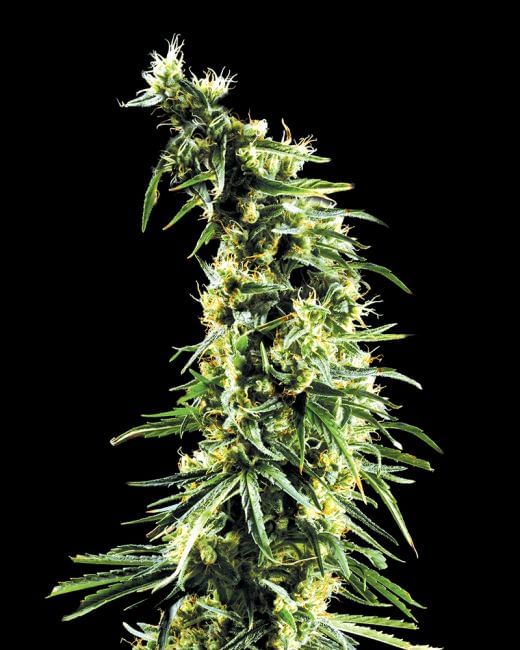 Hawaiian Snow Feminised Seeds-gh-hawaii-snow