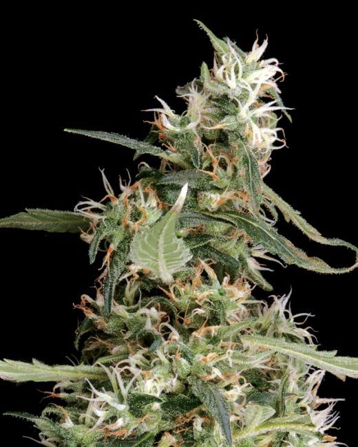 Arjan's Ultra Haze #1 Feminised Seeds-gh-arj-ult-haze-1