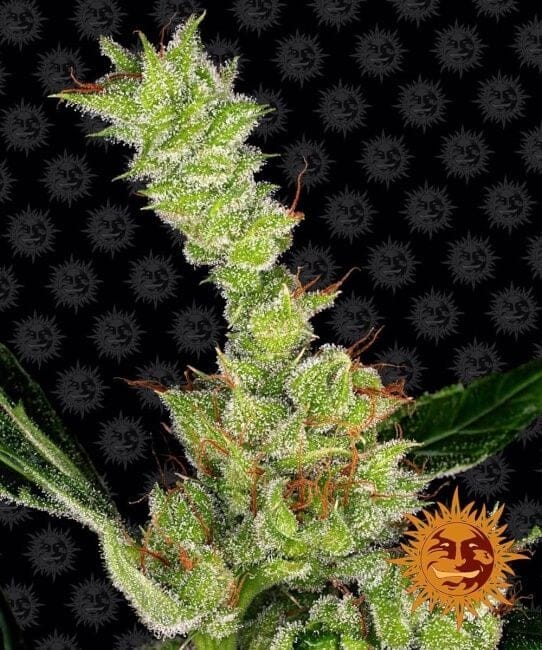 Dr Grinspoon Feminized Seeds-dr-grinspoon-fem