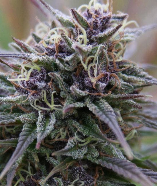 Purple Maroc Feminised Seeds-female-purple-maroc-fem
