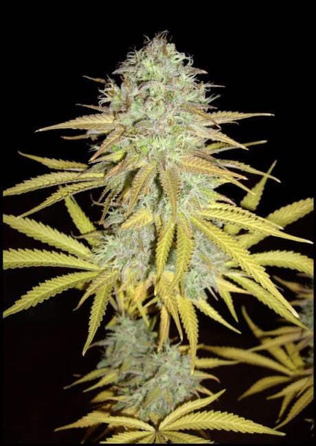 Grapefruit Feminised Seeds-female-grapefruit-fem