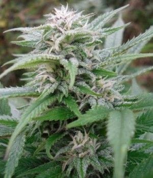 Easy Sativa Feminised Seeds-female-easy-sativa