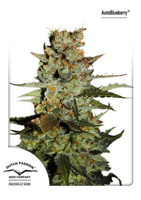 Blueberry Auto θηλυκοποιημένα σπόροι-dp-auto-blueberry-fem