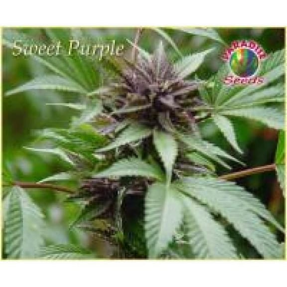 Sweet Purple Feminised Seeds-para-sweet-purple-fem