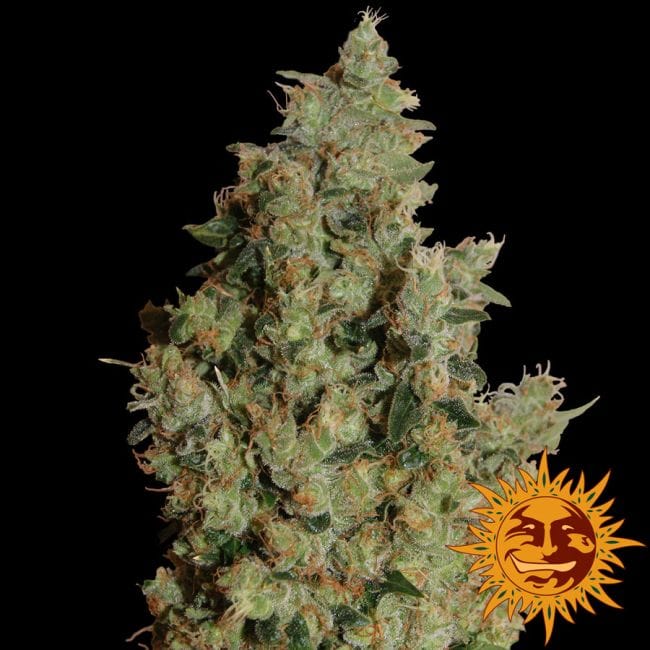 Tangerine Dream Feminizada Semillas-bf-tangerine-fem