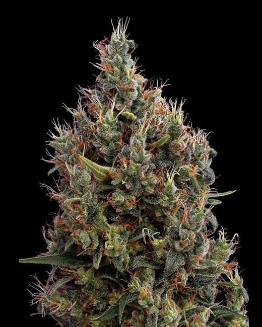 Big Bang Auto Feminisiert Samen-gh-bbauto-fem