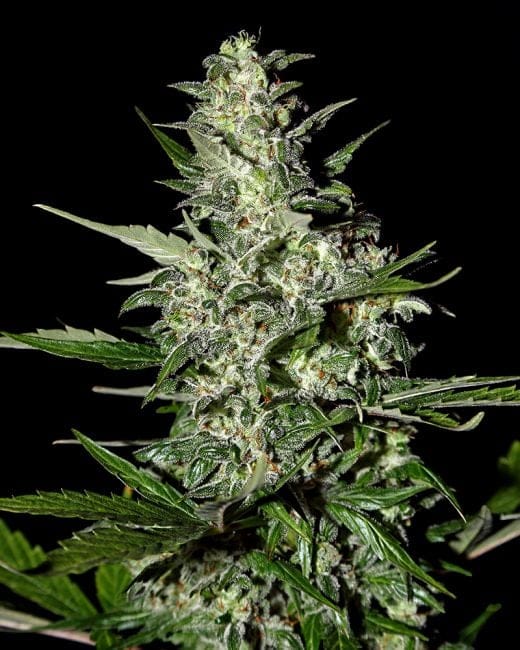 Super Critical Auto Feminized Seeds-gh-scauto-fem