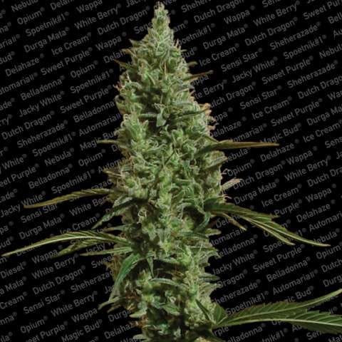 Atomical Haze Feminised Seeds-para-atomicalhaze-fem