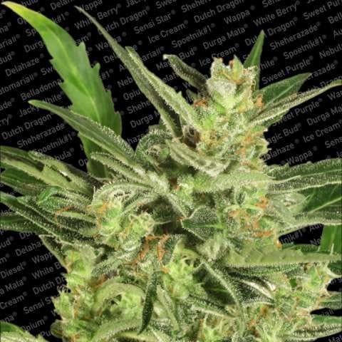 Maria II Auto Feminised Seeds-para-automaria-2-fem