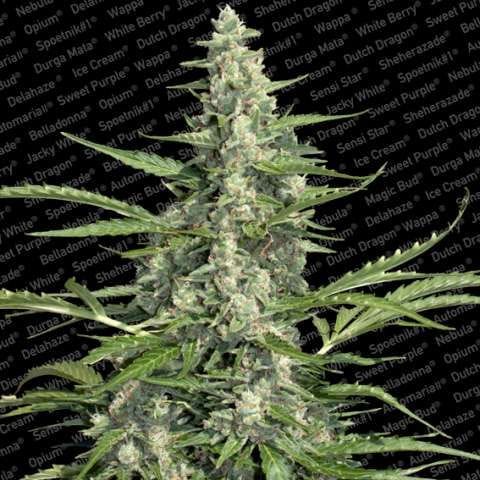 Pandora Auto Feminised Seeds-para-pandora-fem