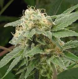 Sage n Sour Feminised Seeds-THS-S031