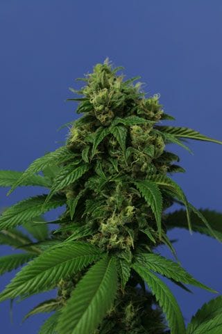Wreckage Feminised Seeds-THS-S033
