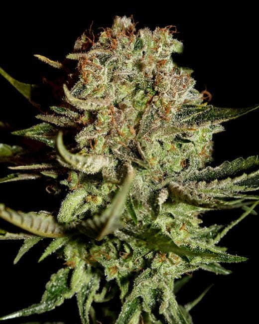 Super Bud Feminised Seeds-gh-superbud-fem