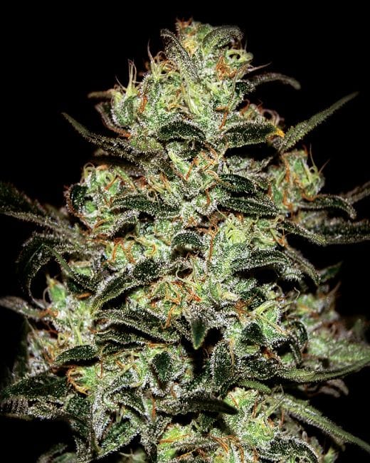 Moby Dick Feminised Seeds-gh-mobydick-fem