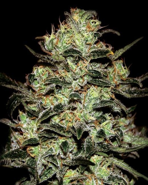 Moby Dick Feminized Seeds-gh-mobydick-fem