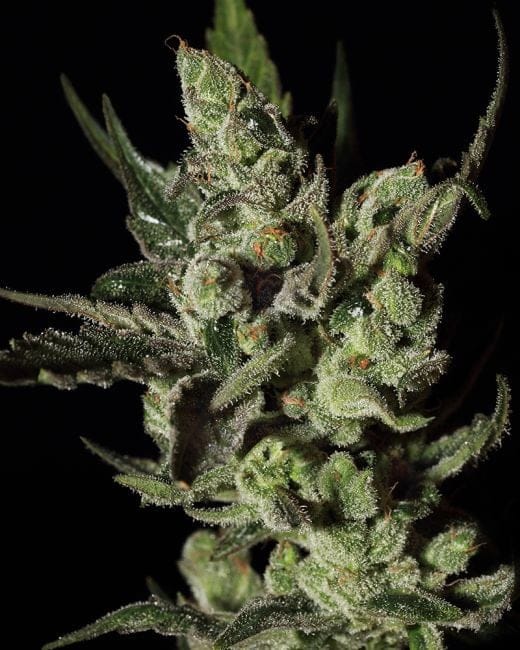 Exodus Cheese Feminizada Sementes-gh-exodus-fem