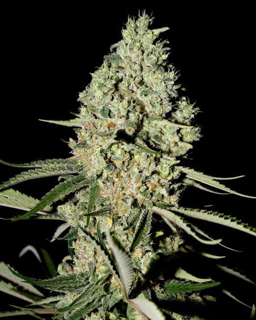 Super Critical Feminized Seeds-gh-superc-fem