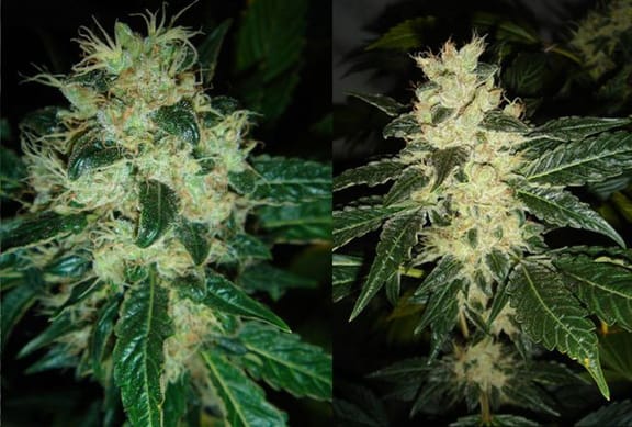 Sour P Feminised Seeds-sourp
