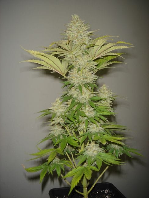 Bubblicious Feminised Seeds-bubblicious