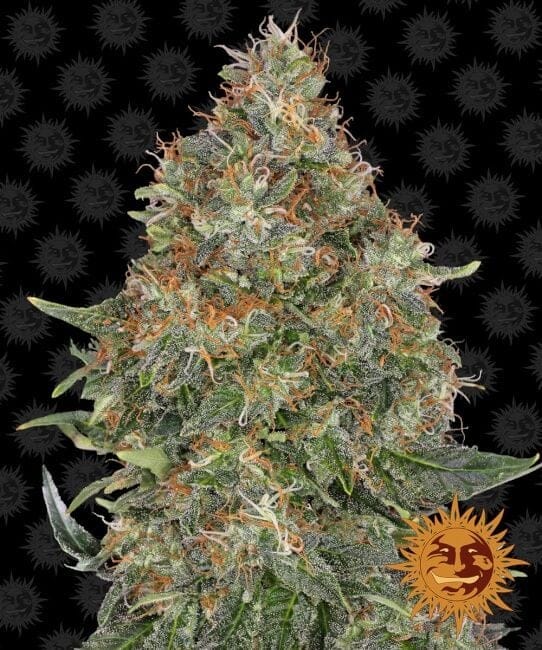 Pineapple Express Auto феминизирани семена-bf-pineexp-af
