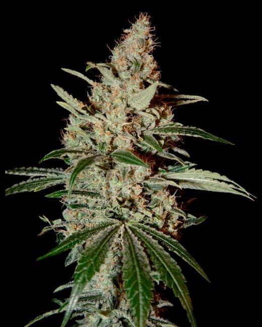 Chem Dog Feminized Seeds-gh-chemdog-fem