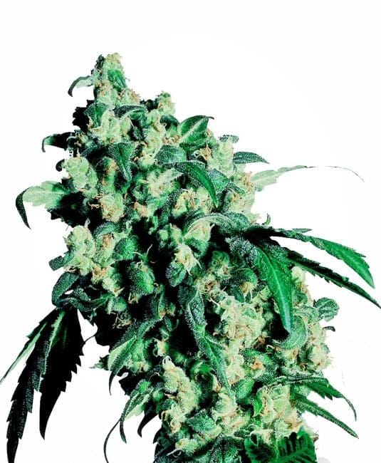 Super Skunk Feminised Seeds-sensi-ss-fem