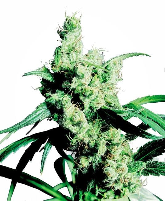 Silver Haze Feminised Seeds-sensi-sh9-fem